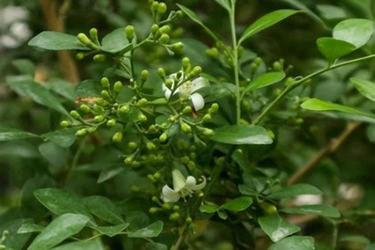 九里香怎么施肥