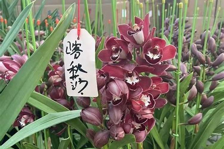 大花蕙兰施肥方法 怎样给大花蕙兰施肥