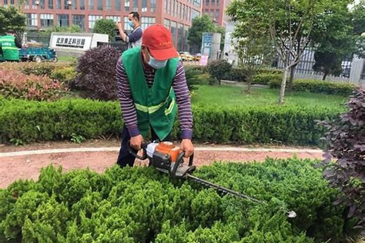 草籽种植后第一次修剪施什么肥