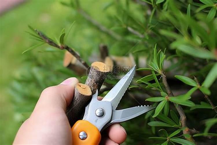 三角梅修剪后施什么肥好