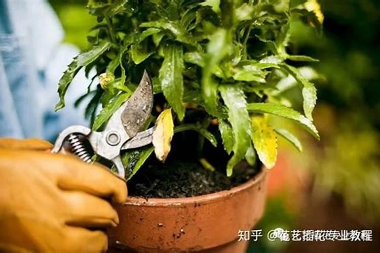 草籽种植后第一次修剪施什么肥