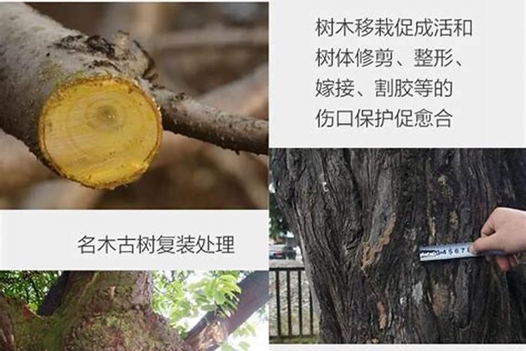 修剪几天后的绿萝可以施肥吗？