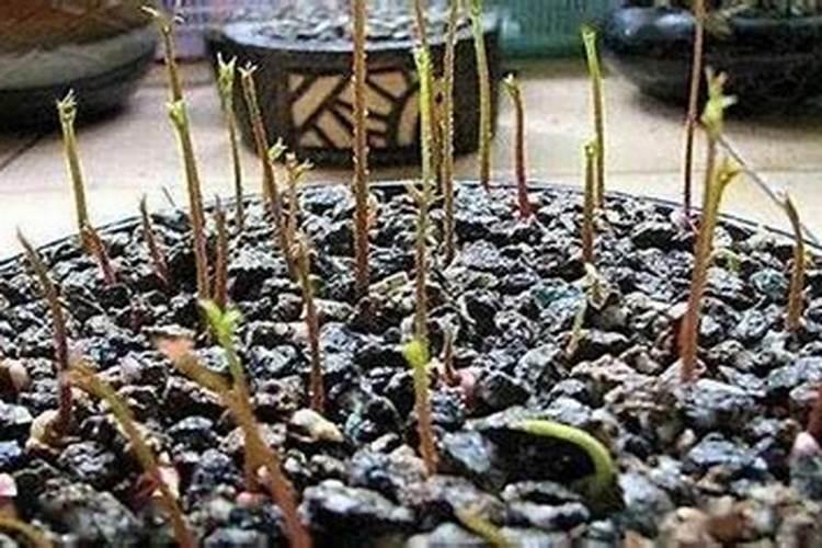 莲子要施什么肥结得更多