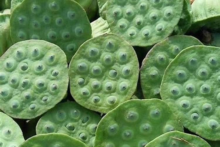 莲商会 藕带藕芽藕尖太空莲种植技术