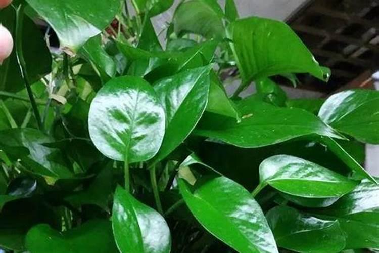 怎样让绿萝快速爆盆长藤