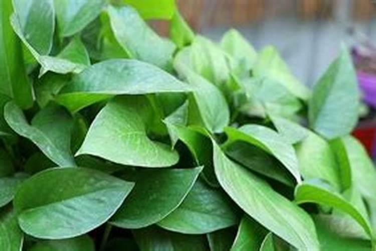 绿萝怎么养才能爆盆 养护的方法是什么