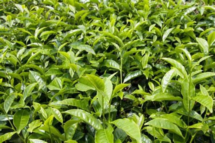 茶叶种后多久施肥