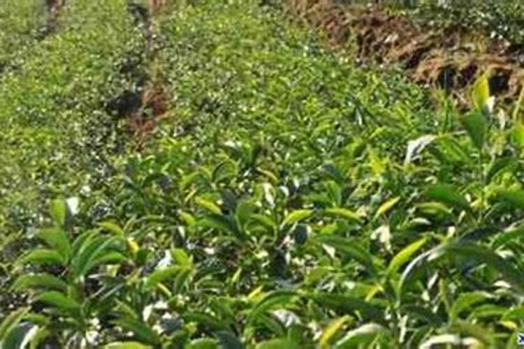 茶苗移栽后多久施肥