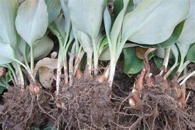 沙姜叶子变白失绿怎么回事？