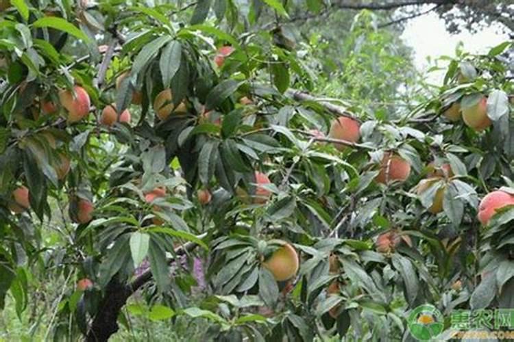 怎样辨别肥料的好坏 如何判断水肥