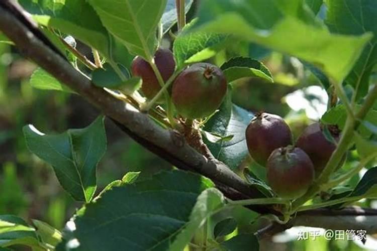 果树和瓜果作物开花坐果期三种肥料不能缺保花保果又增甜