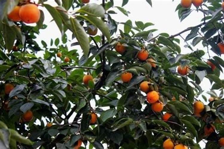 柿子树施什么肥料好