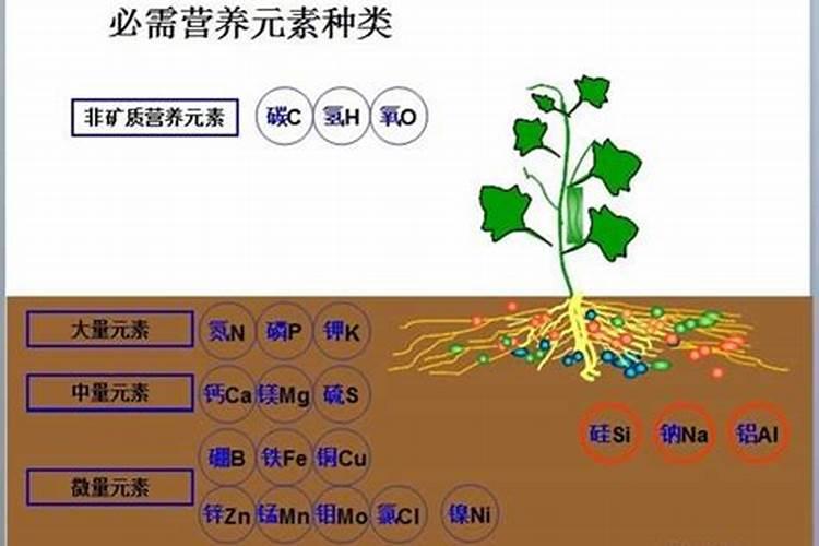 植物17种必要元素及其作用