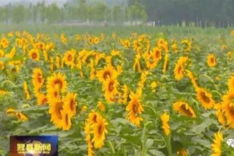 盆栽花卉的底肥怎么施