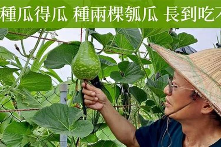 瓠瓜是什么瓜专家们是葫芦吗