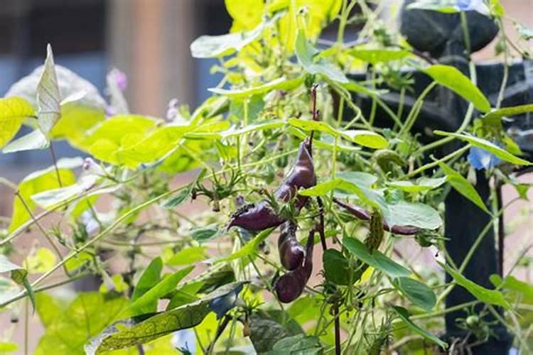 扁豆种植需要注意哪些问题 扁豆怎么施肥