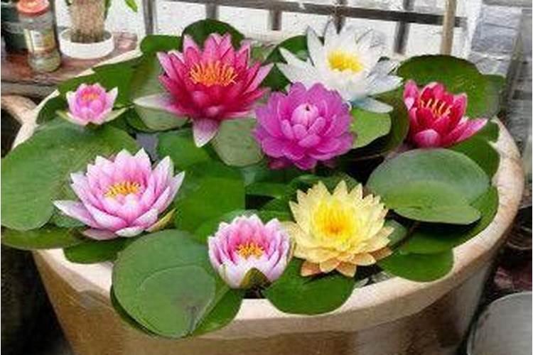 如何正确给碗莲施肥