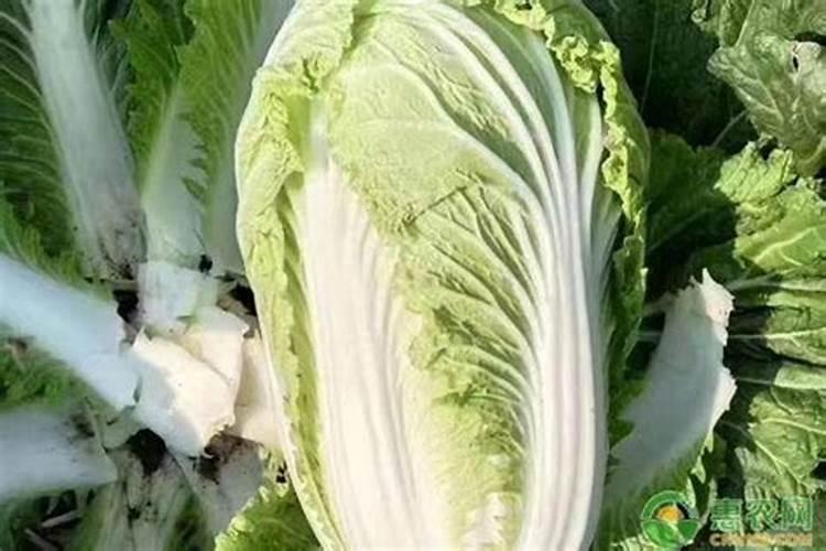 大白菜可以追尿素吗 大白菜高温干旱的防止措施有哪些