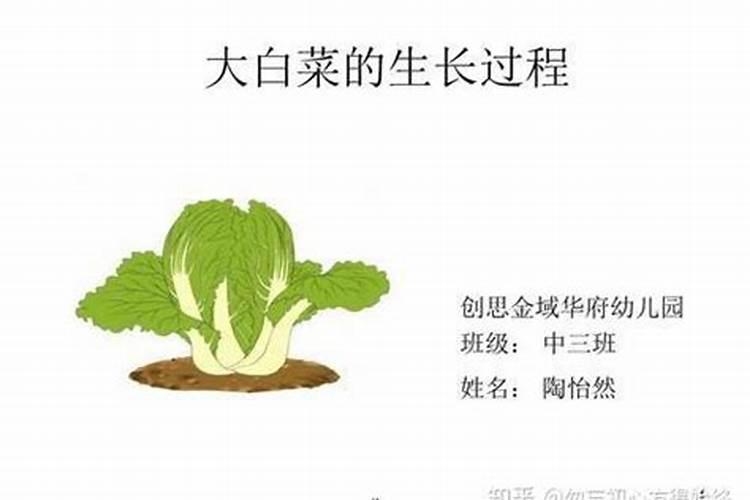 硼对滴灌作物生长的影响是什么？如何科学滴施硼肥？