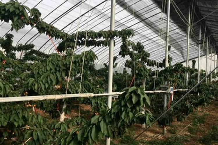 大棚樱桃的施肥时期及施肥量