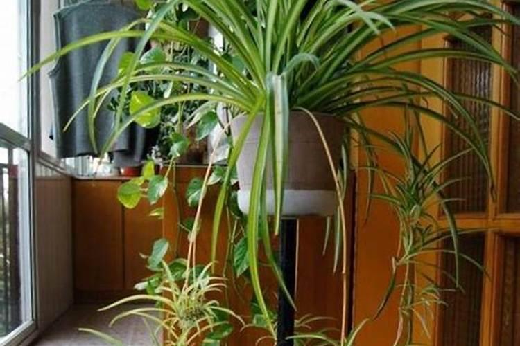 吊兰一般什么时候抽穗