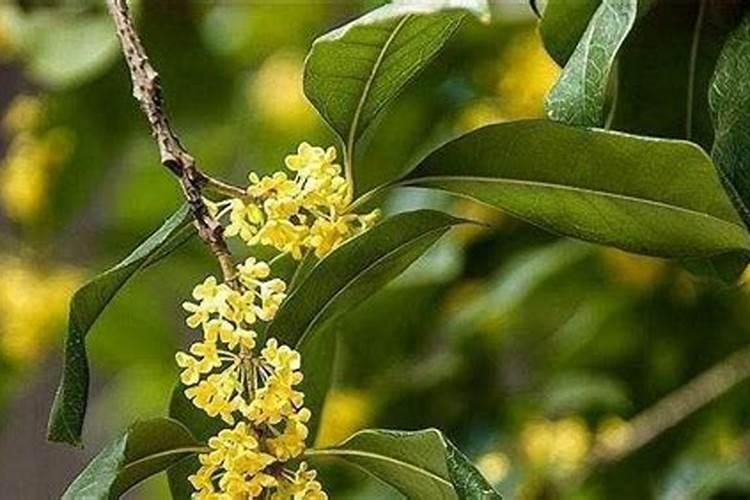 新买的桂花多久施复合肥