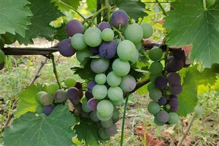 ...玉米、马铃薯、棉花、甘蔗等作物缺镁有何症状？怎样防治？