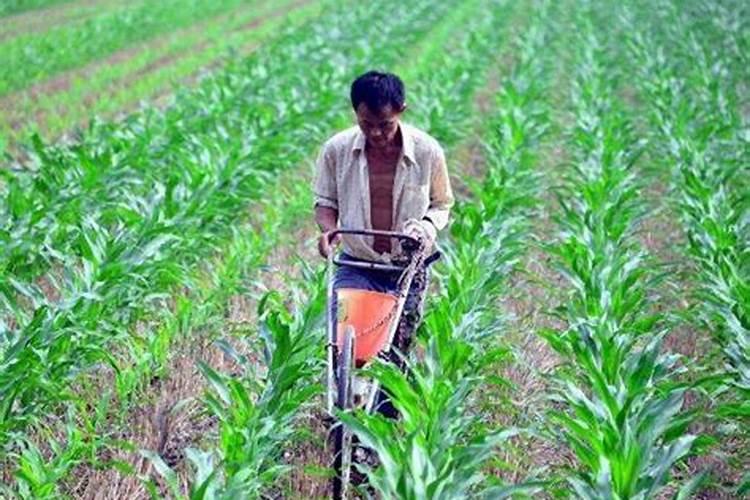 ...国际化肥有限公司是什么关系？ 市面上的复合肥是有两种吗？