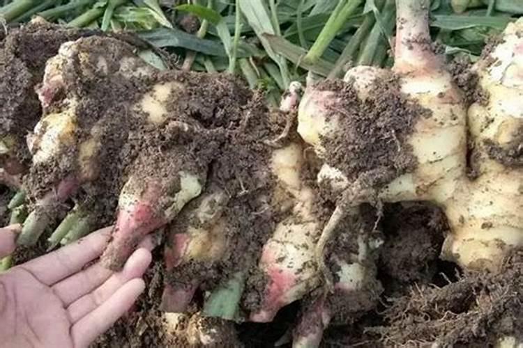 生姜种植用什么肥料最好