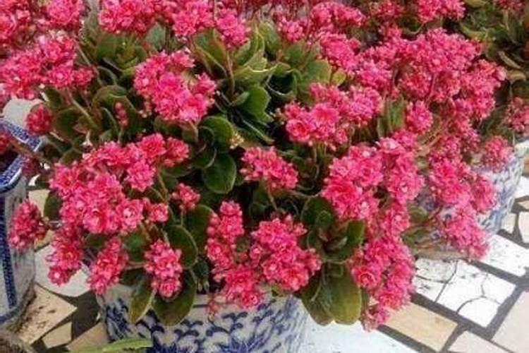 花卉复合肥的使用方法