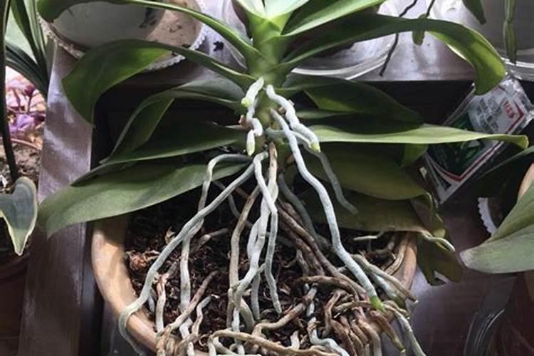 蝴蝶兰可施氮肥吗