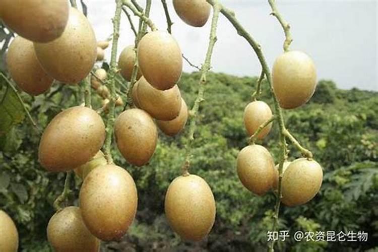 黄皮果树什么时候施肥最佳