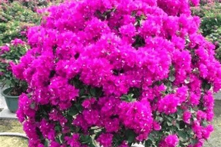 三角梅难开花如何养护开花更多