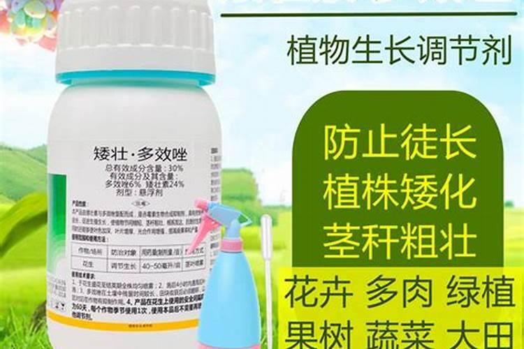 三角梅喷洒营养液过量枯萎了怎么挽救？