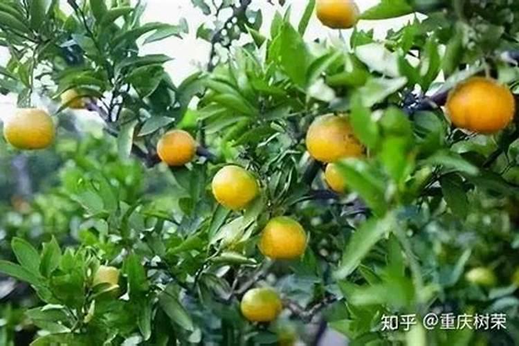 请问武汉哪里有果树苗卖