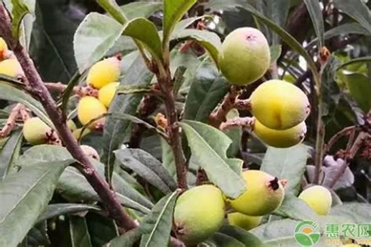 武汉果木批发市场在哪里