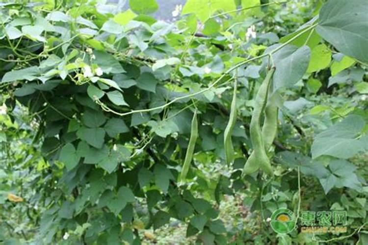 常见的蔬菜有哪些？