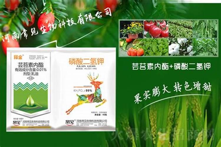 芸苔素磷酸二氢钾对玉米有啥好处