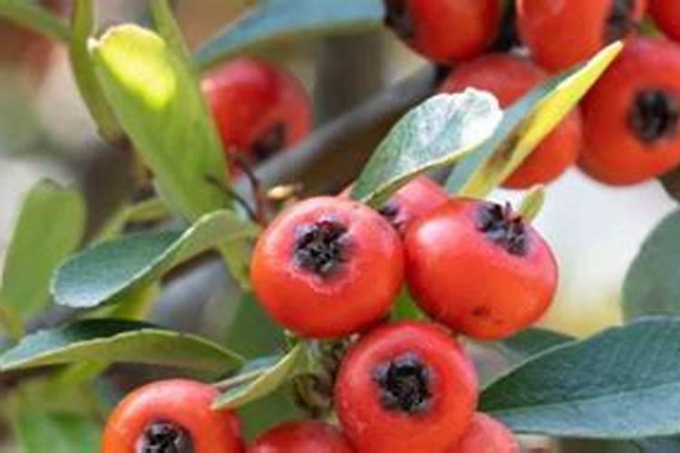 芸苔素内酯可以直接拌花生种吗？