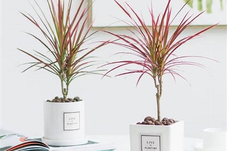 千年木怎么让它发侧芽