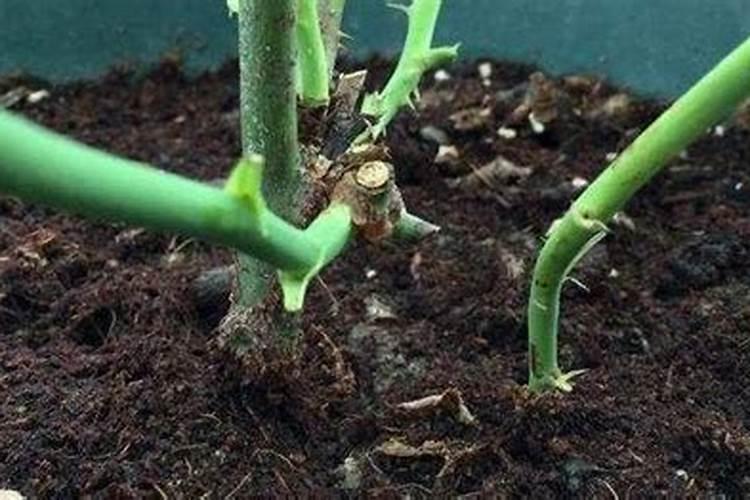 速效复合肥怎么使用正确 适合什么植物