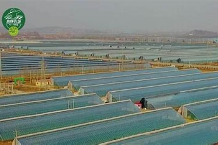 草莓底肥在哪里买？草莓用什么复合肥做底肥？