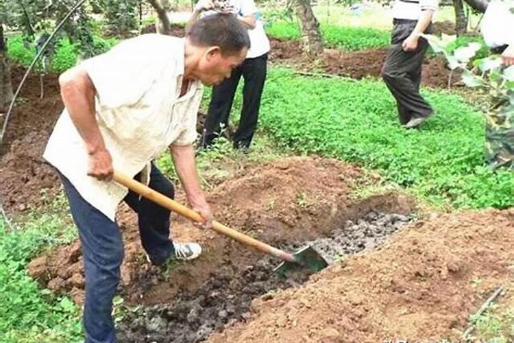 海藻肥的施用方法 注意事项有哪些