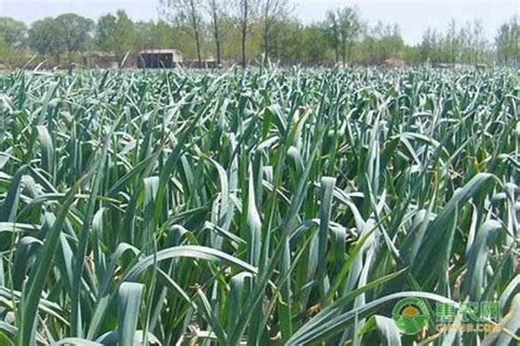 大蒜苗期用什么叶面肥