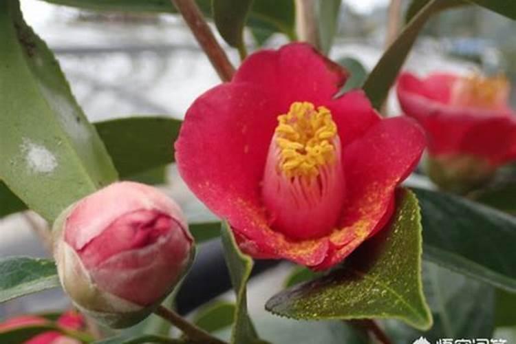 茶花在开花期间如何浇水施肥