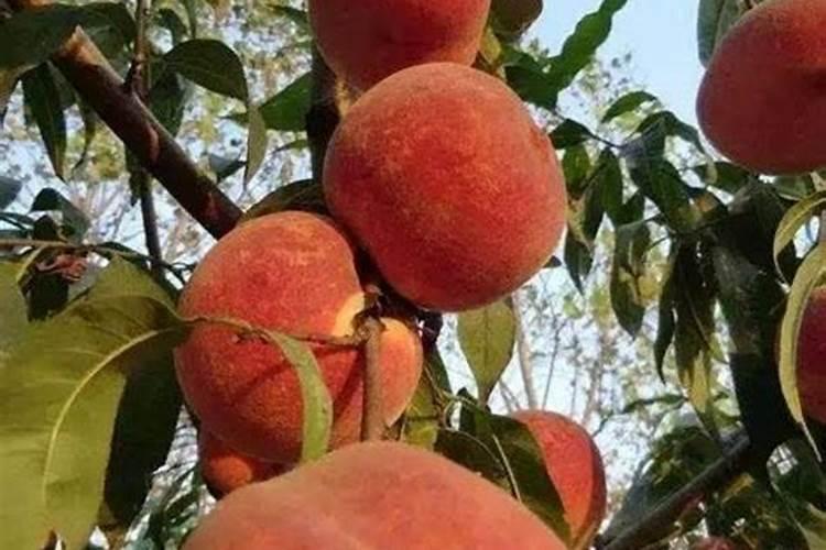 桃树对养分的需求有哪些？桃子膨果期用什么肥好？