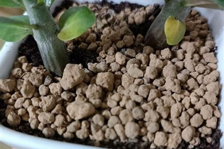 沙漠玫瑰叶子发黄？不能粗心大意