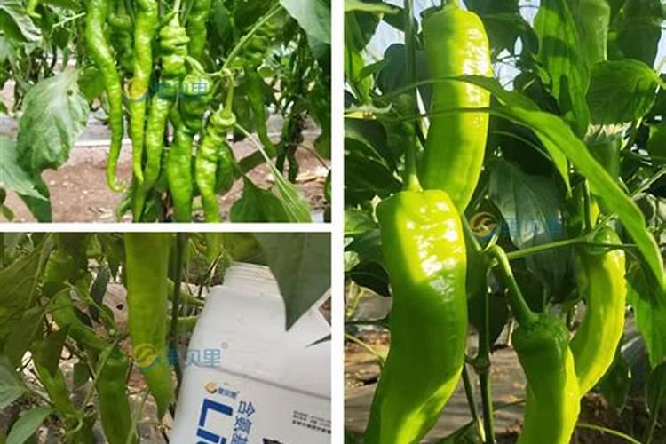辣椒结果期用什么水溶肥效果好？辣椒膨大期专用叶面肥？