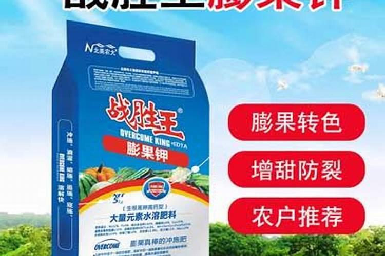 西红柿膨果用哪种叶面肥？需注意什么