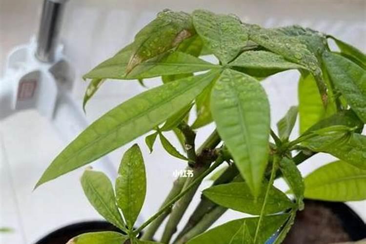 发财树掉叶子一碰就掉怎么办